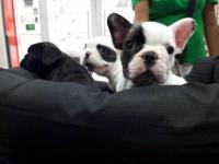 Bulldog Francés Criadero Imperial Pets segunda mano  Colombia 