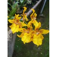 Orquídeas, Plántulas De Odontoglosum Amarillo., usado segunda mano  Colombia 