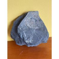 Piedra Fosil 100% Natural 525 Gr segunda mano  Colombia 